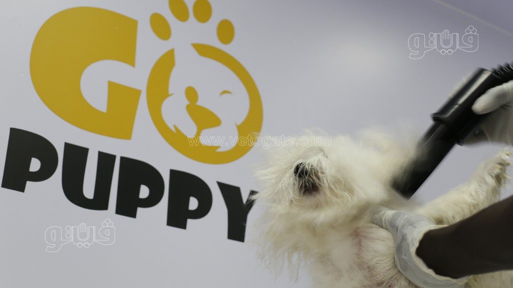 جاكوزي وسبا.. حكاية سيارة متنقلة لدلع القطط والكلاب (1)~1