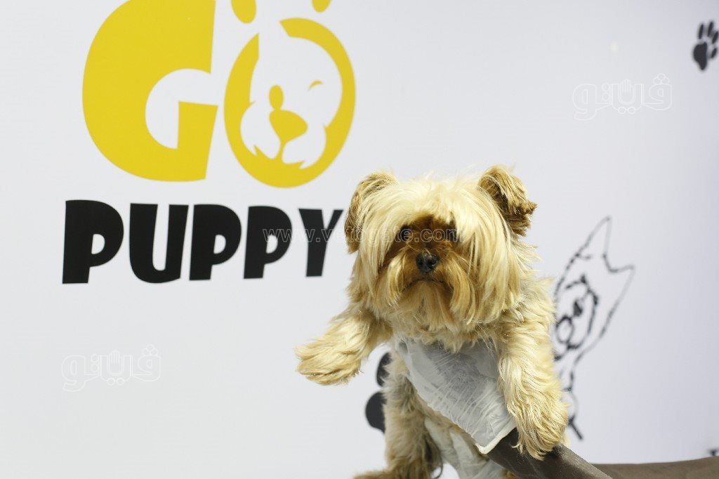 جاكوزي وسبا.. حكاية سيارة متنقلة لدلع القطط والكلاب (2)~1