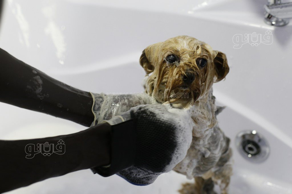 جاكوزي وسبا.. حكاية سيارة متنقلة لدلع القطط والكلاب (3)~1