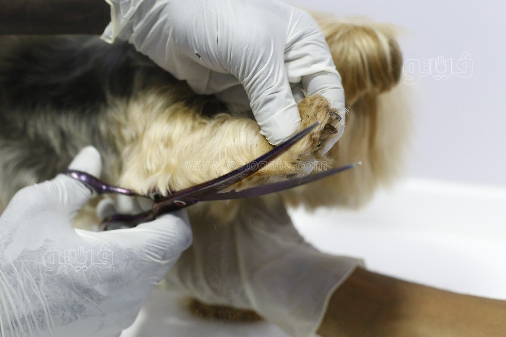 جاكوزي وسبا.. حكاية سيارة متنقلة لدلع القطط والكلاب (4)~1