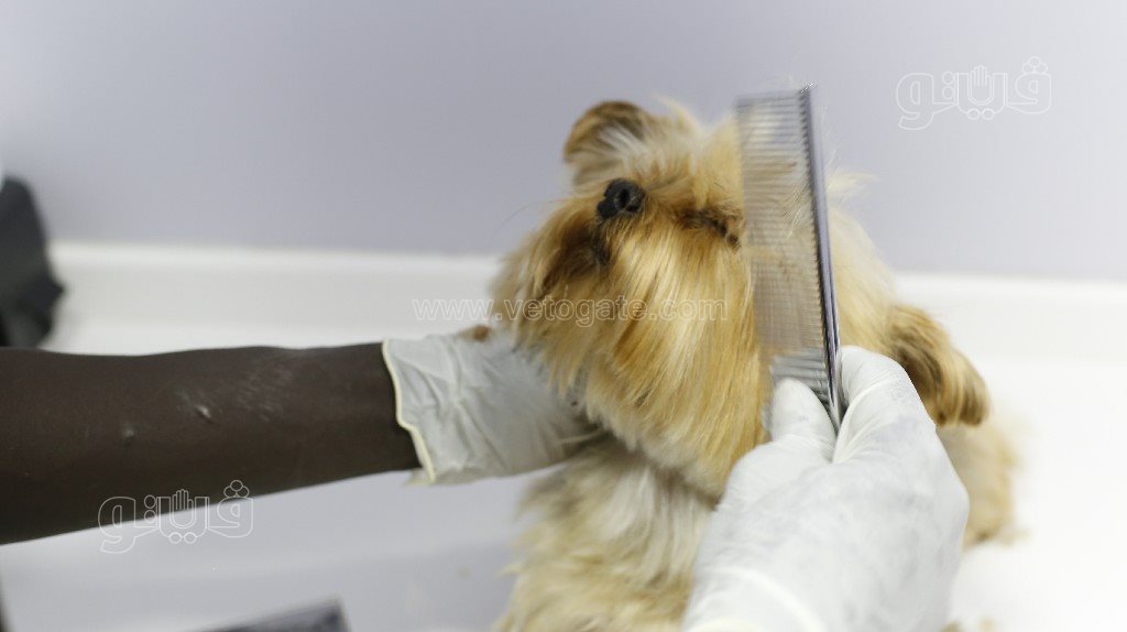 جاكوزي وسبا.. حكاية سيارة متنقلة لدلع القطط والكلاب (5)~1