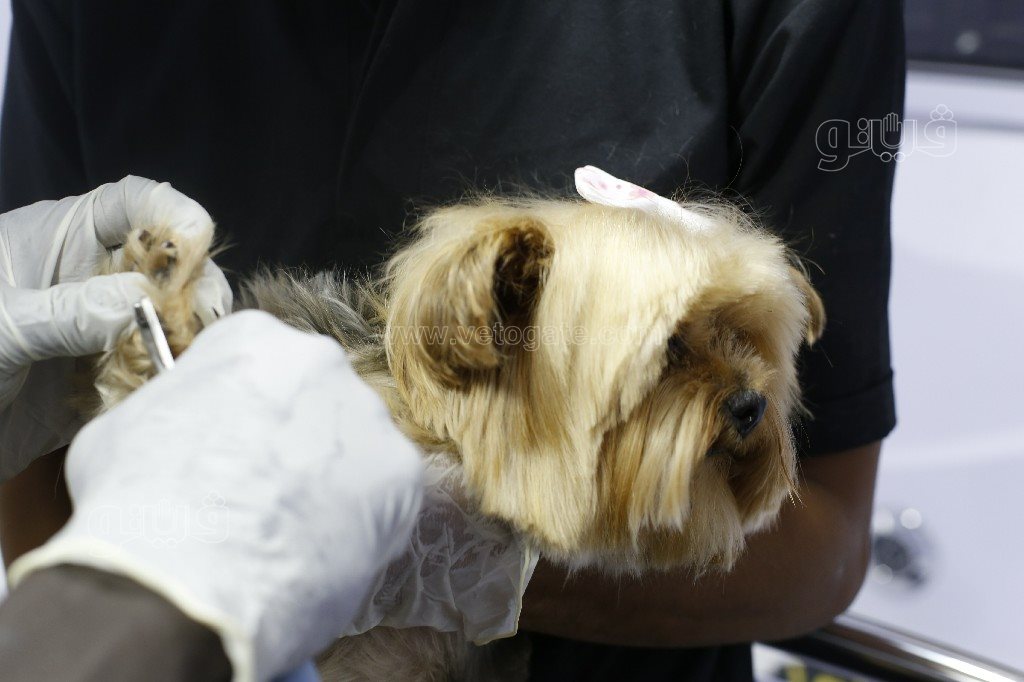 جاكوزي وسبا.. حكاية سيارة متنقلة لدلع القطط والكلاب (6)~1