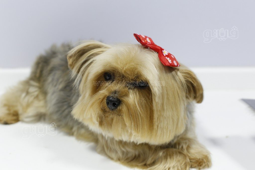 جاكوزي وسبا.. حكاية سيارة متنقلة لدلع القطط والكلاب (7)~1