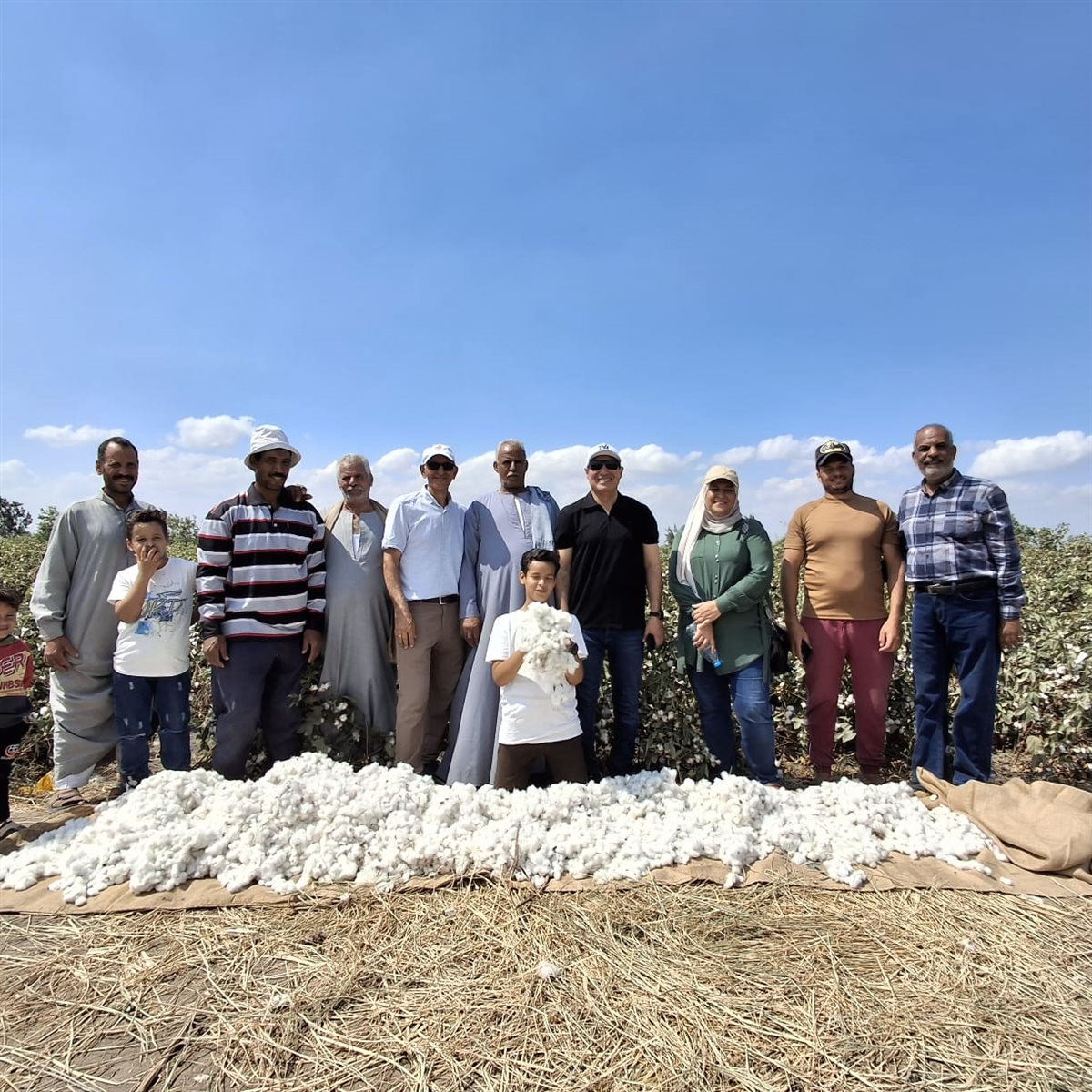 جنى القطن بالحقل الإرشادي بالقنطرة غرب،فيتو