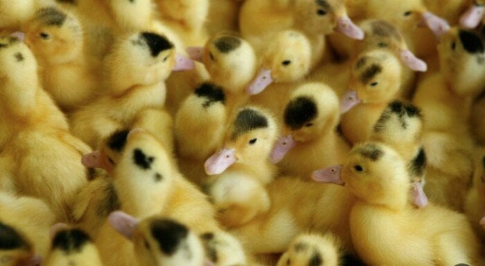 سعر البط اليوم، فيتو