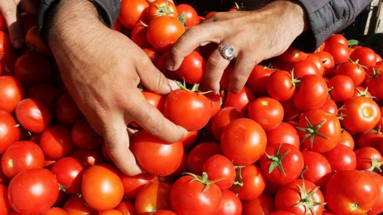 اسعار الطماطم اليوم، فيتو