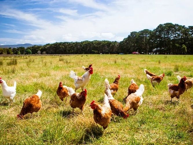 أسعار الفراخ اليوم، فيتو