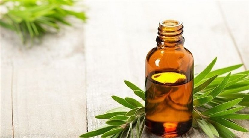 فوائد زيت شجرة الشاي للشعر