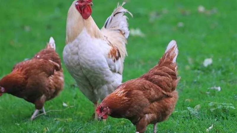 أسعار الفراخ اليوم، فيتو