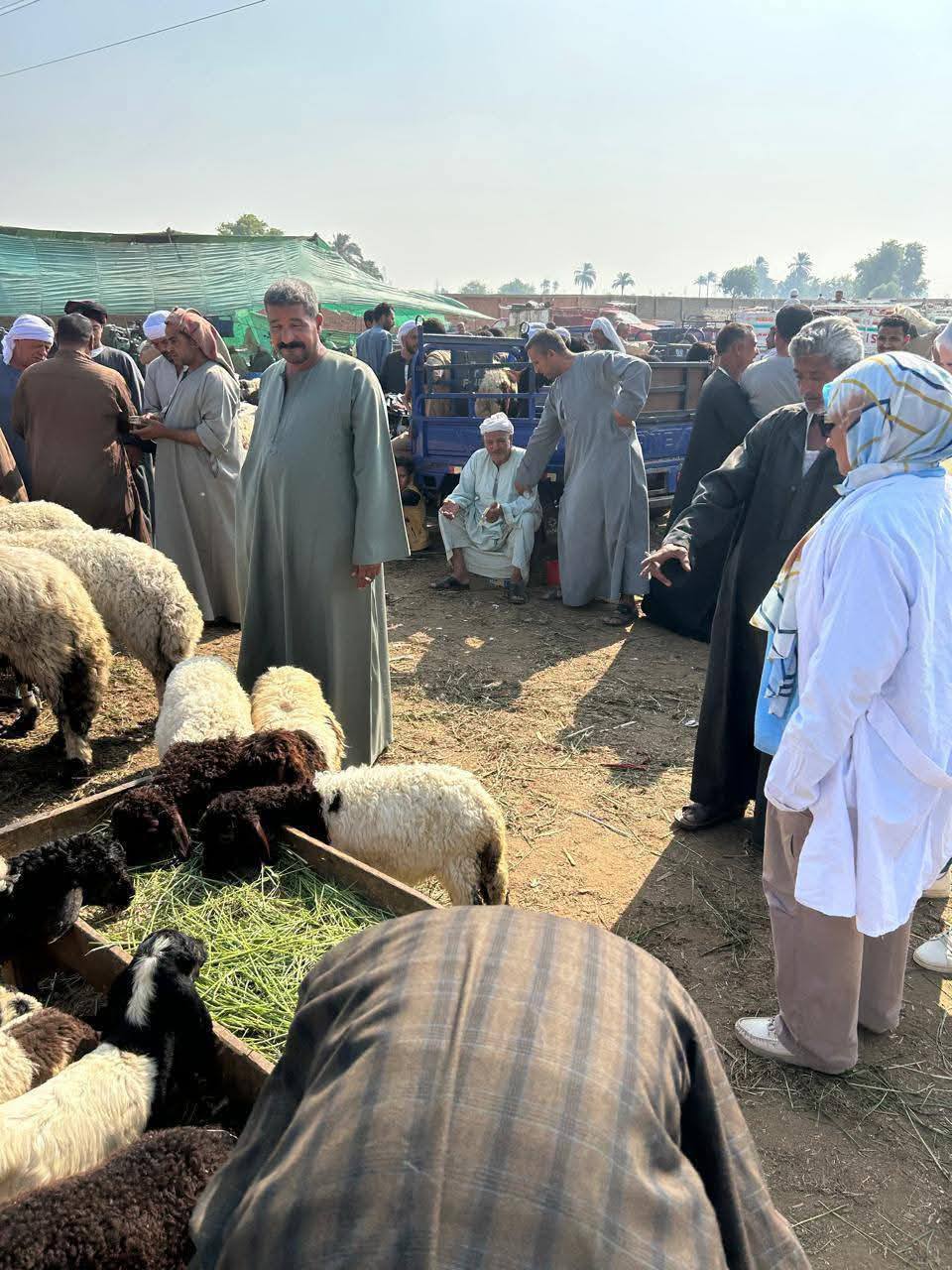 ندوات توعوية للمربين وتجار المواشي بأسواق بني سويف