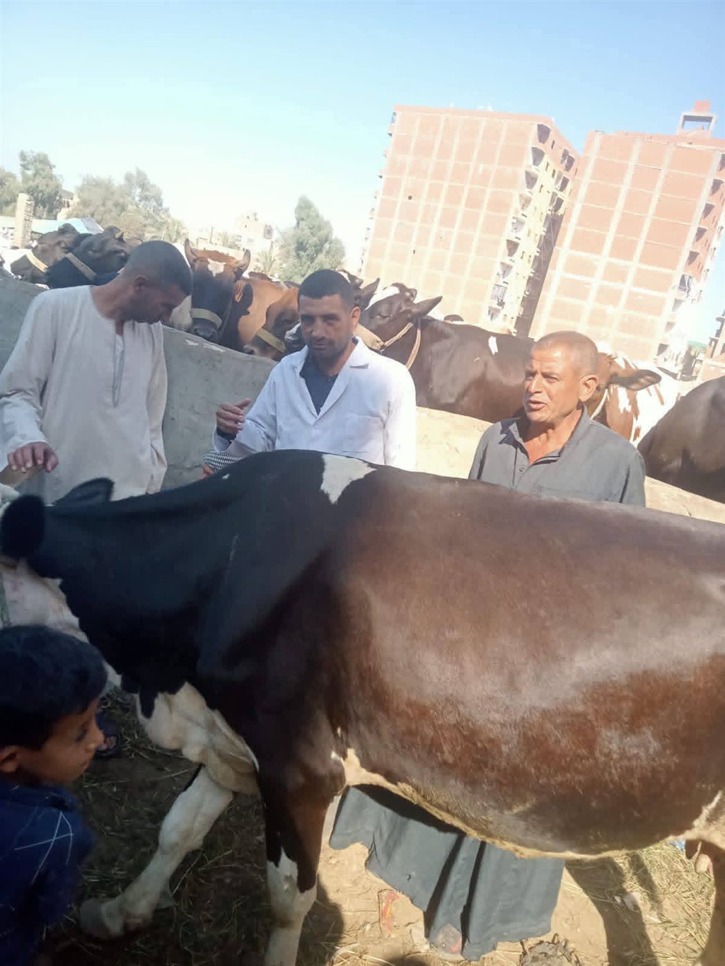 ندوات توعوية للمربين وتجار المواشي بأسواق بني سويف