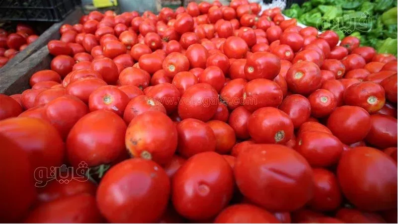 أسعار الطماطم اليوم السبت في الأسواق، فيتو