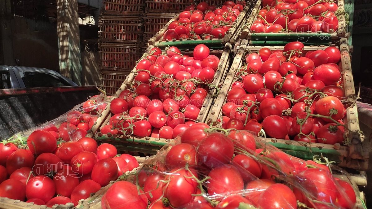 أسعار الطماطم اليوم السبت في الأسواق، فيتو