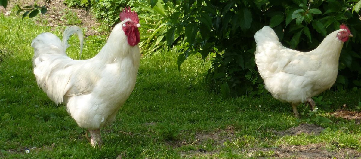 أسعار الفراخ اليوم، فيتو