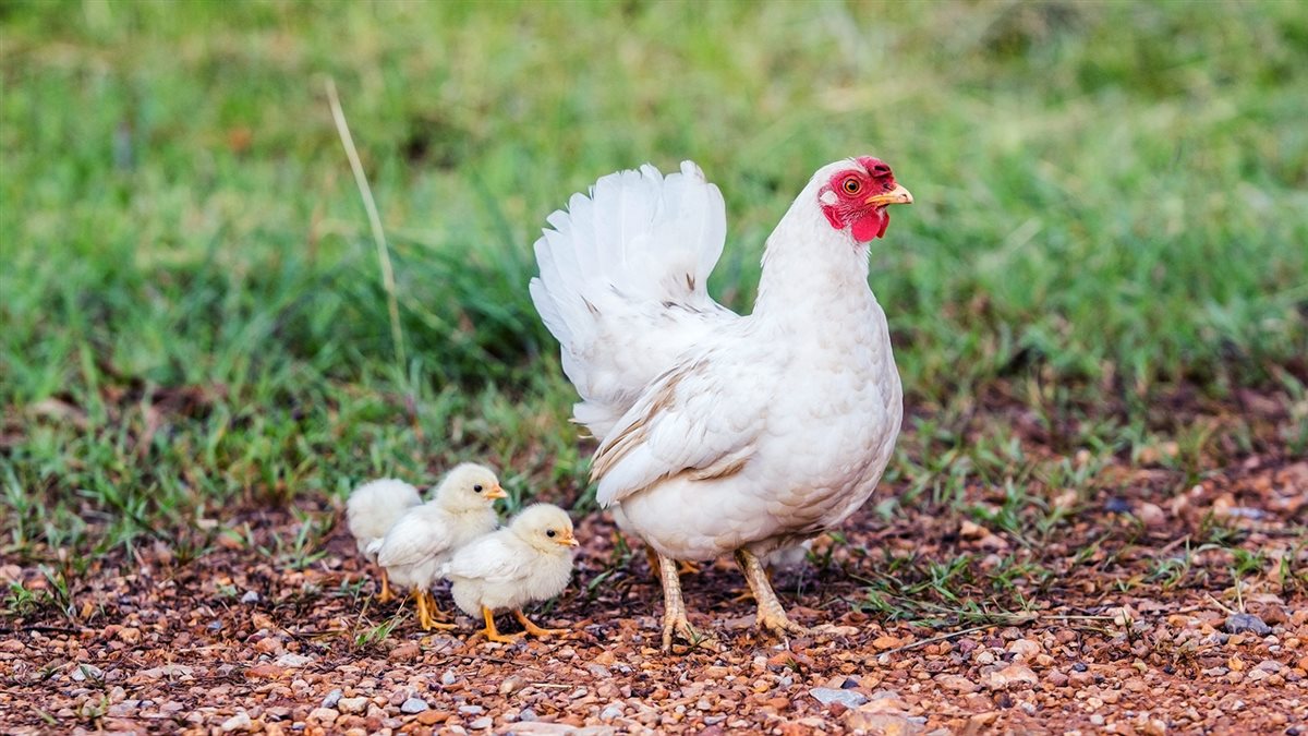 أسعار الفراخ اليوم، فيتو