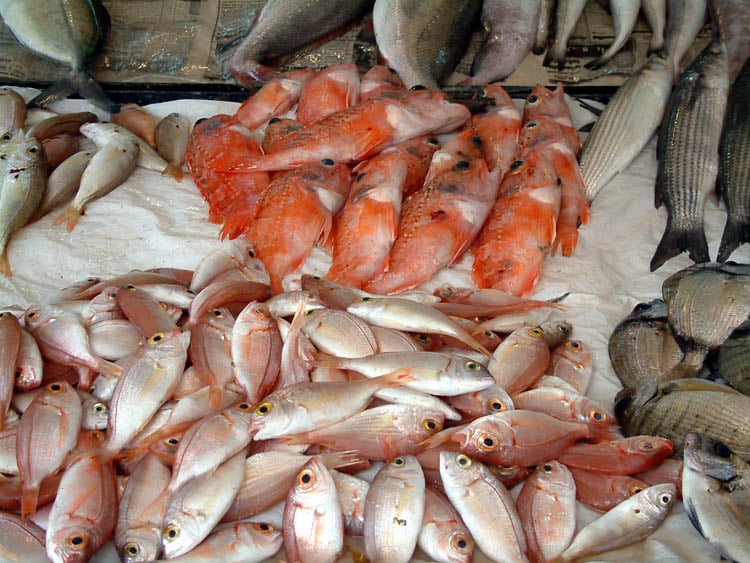 <strong>سعر السمك اليوم </strong>