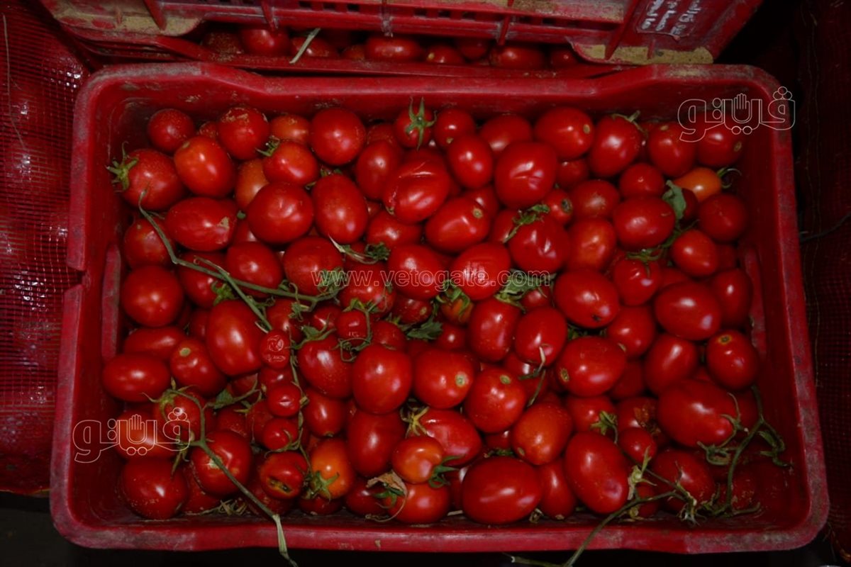 أسعار الطماطم اليوم الأربعاء في الأسواق، فيتو