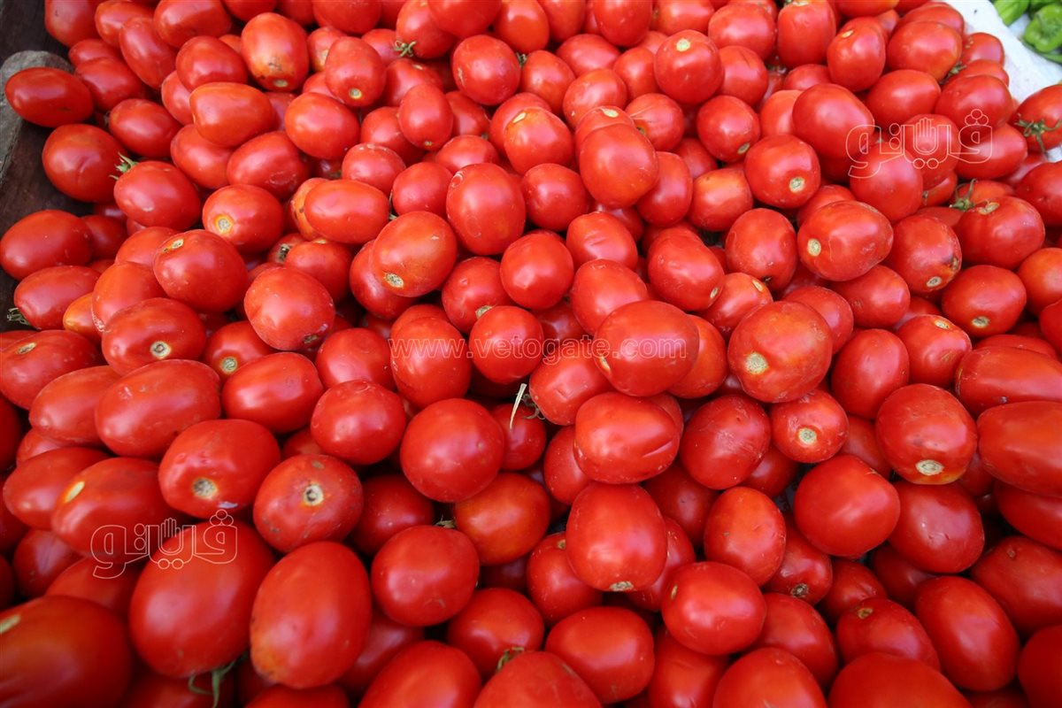 أسعار الطماطم اليوم الأربعاء في الأسواق، فيتو
