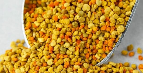 غذاء ملكات النحل