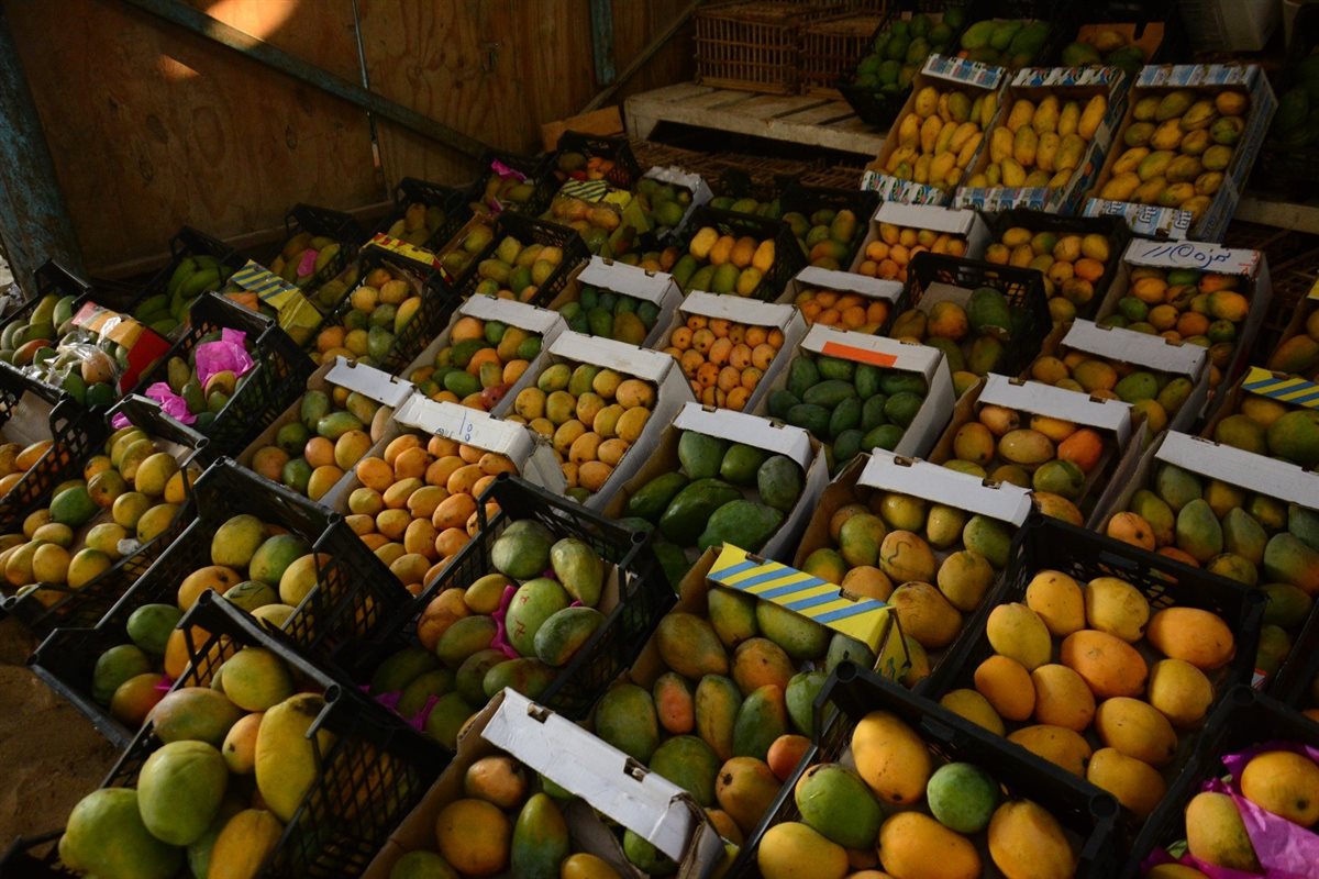 اسعار المانجو اليوم الأربعاء في المحال التجارية، فيتو