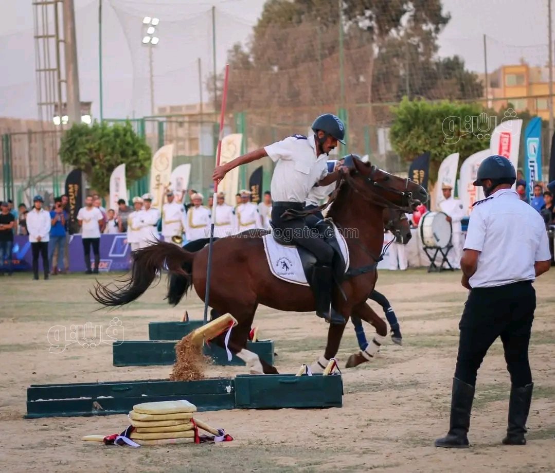 ليالي الشجعان تخطف الأنظار وتفوز بلقب أجمل مهرة أقل من سنة بمهرجان،فيتو