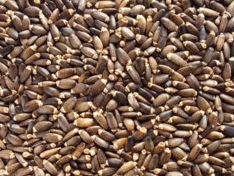 فوائد بذور الشوك 