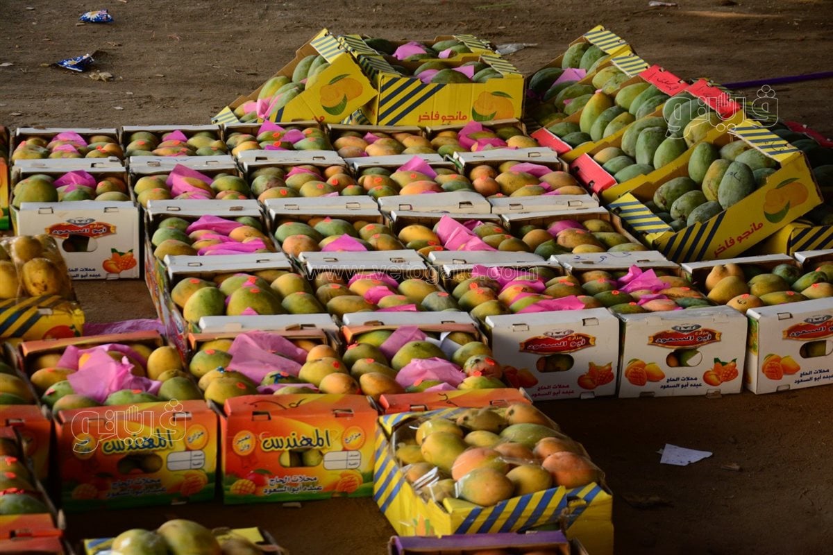 أسعار المانجو اليوم، فيتو