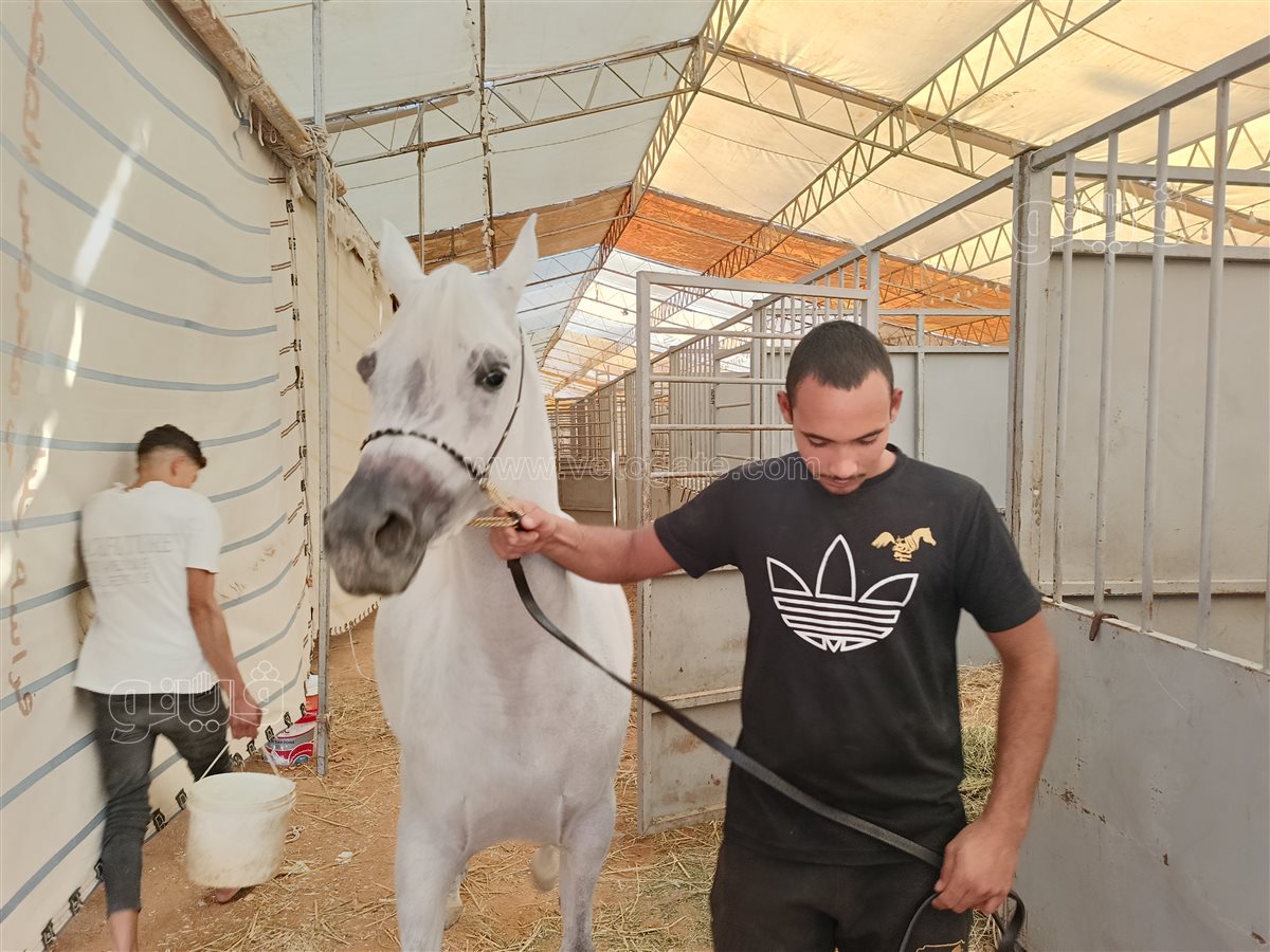 احد مربي الخيول العربية الأصيلة،فيتو