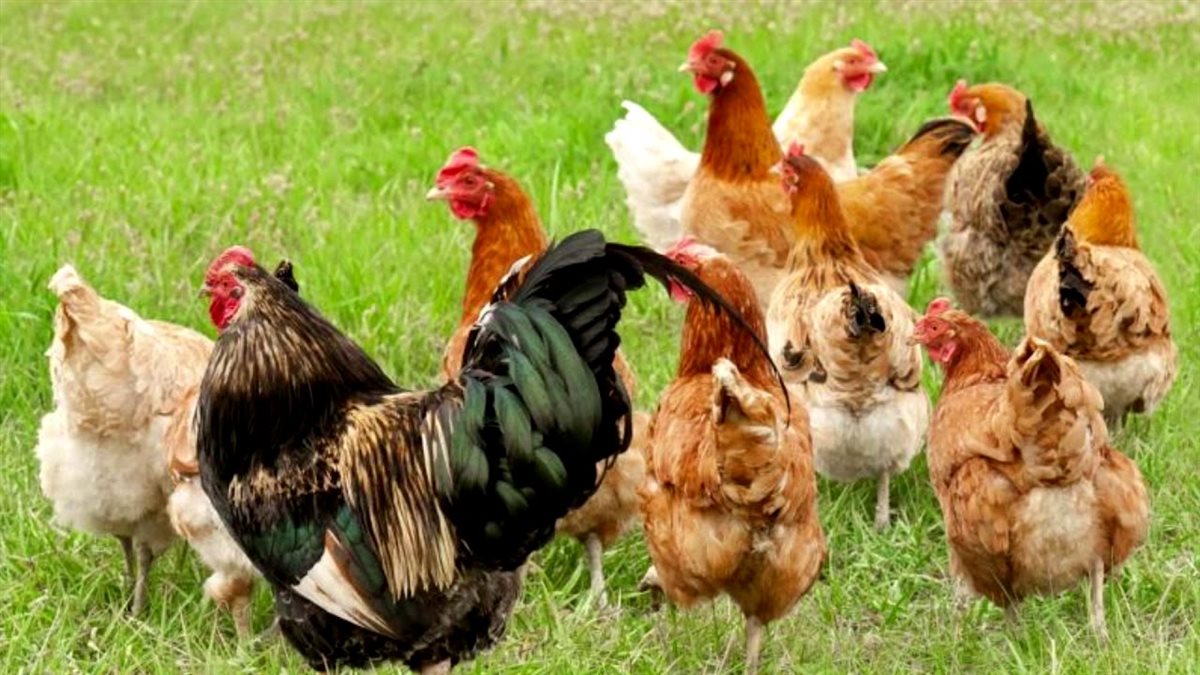 أسعار الفراخ اليوم، فيتو