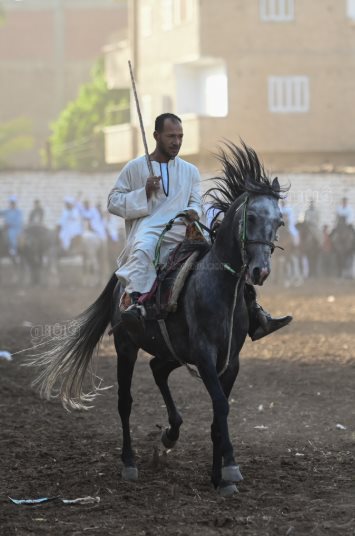 تحدي فرسان على أصوله (3)