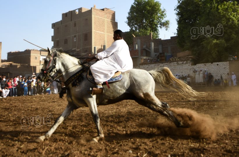 تحدي فرسان على أصوله (7)