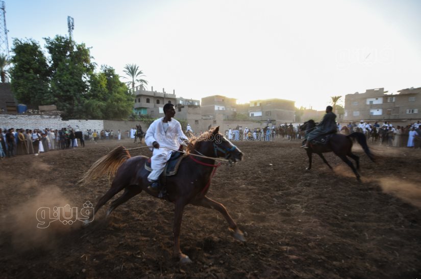 تحدي فرسان على أصوله (15)