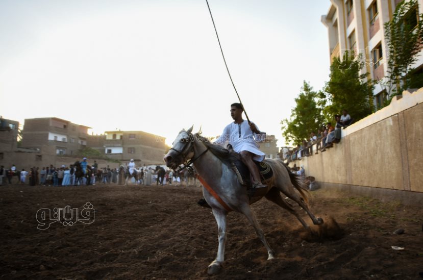 تحدي فرسان على أصوله (16)