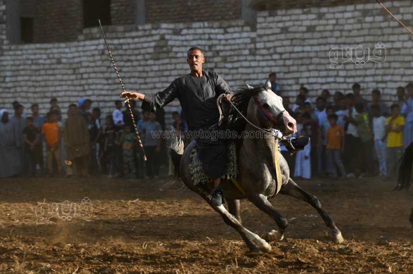 تحدي فرسان على أصوله (17)