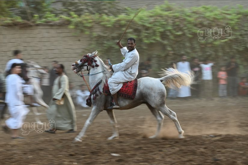 تحدي فرسان على أصوله (18)