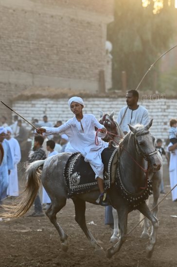 تحدي فرسان على أصوله (21)