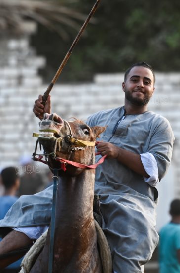 تحدي فرسان على أصوله (25)