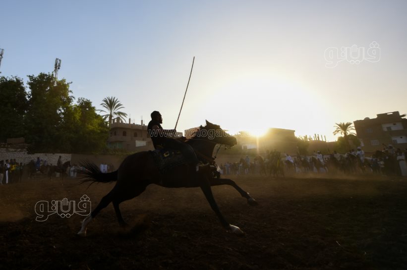 تحدي فرسان على أصوله (31)