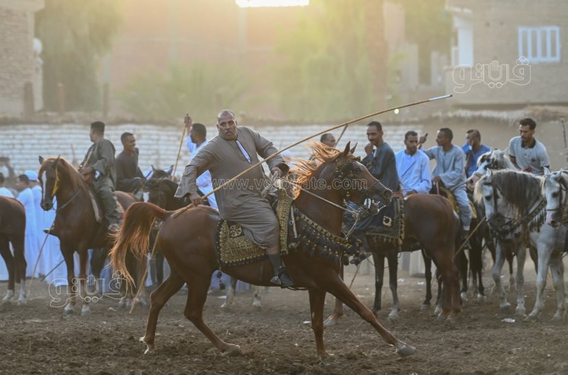 تحدي فرسان على أصوله (33)