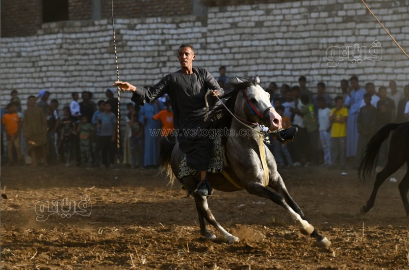 تحدي فرسان على أصوله (39)