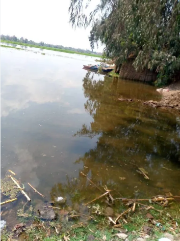 غرق 20 فدان في المنوفية، فيتو