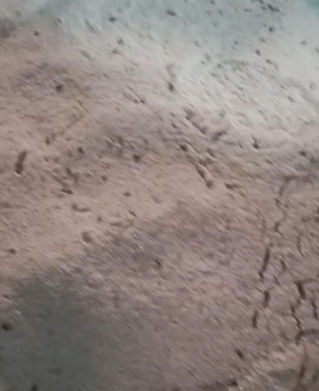 السوس داخل الخبز، فيتو 