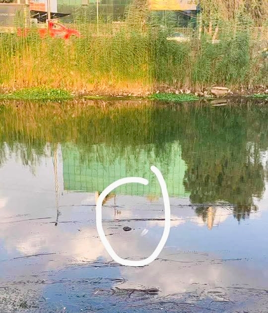 العثور على جثة مجهولة في ترعة أمام مساكن السلام بطنطا