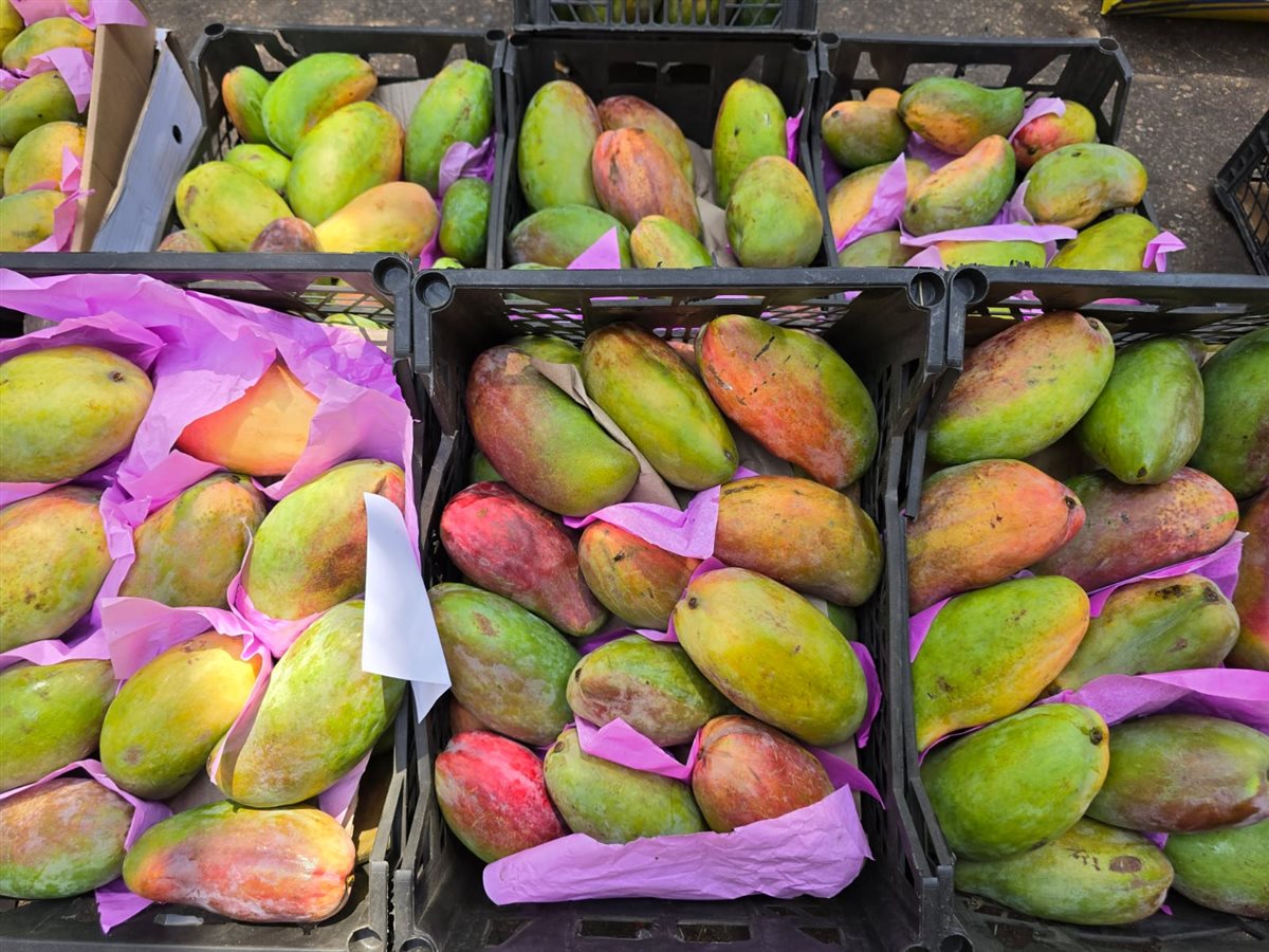 <strong>سعر الفاكهة اليوم</strong>