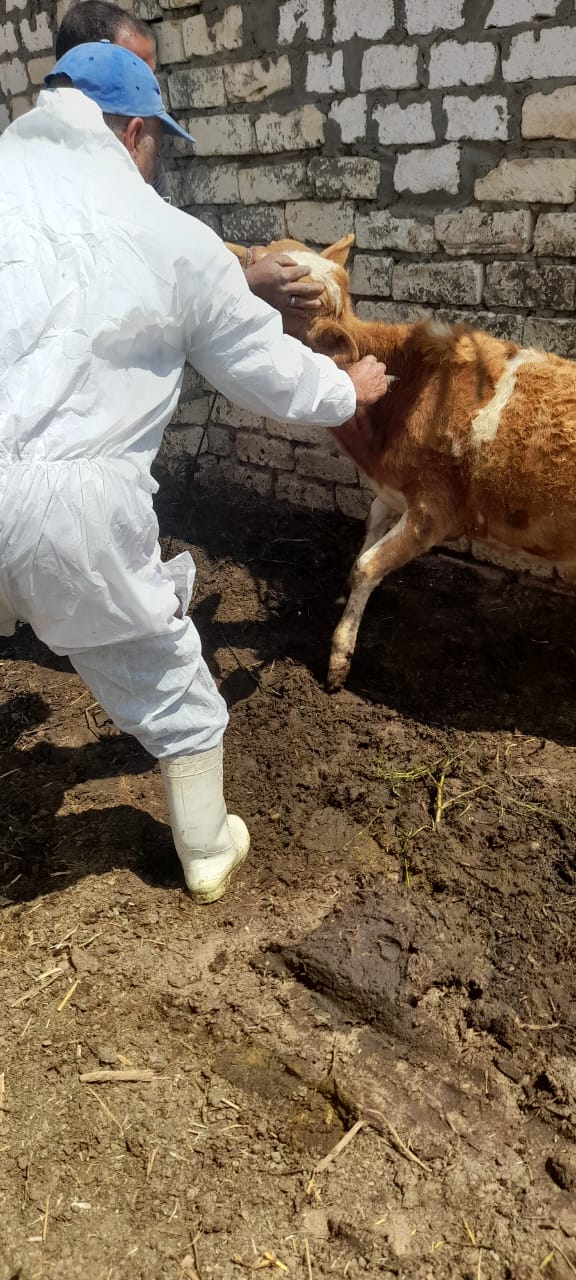 جانب من حملة التحصين، فيتو