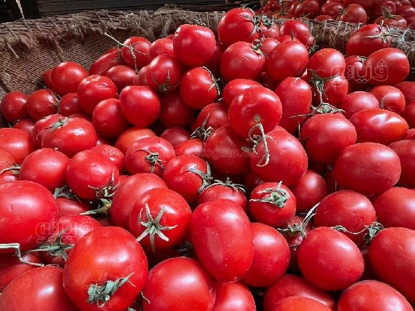 ارتفاع أسعار الطماطم اليوم، فيتو