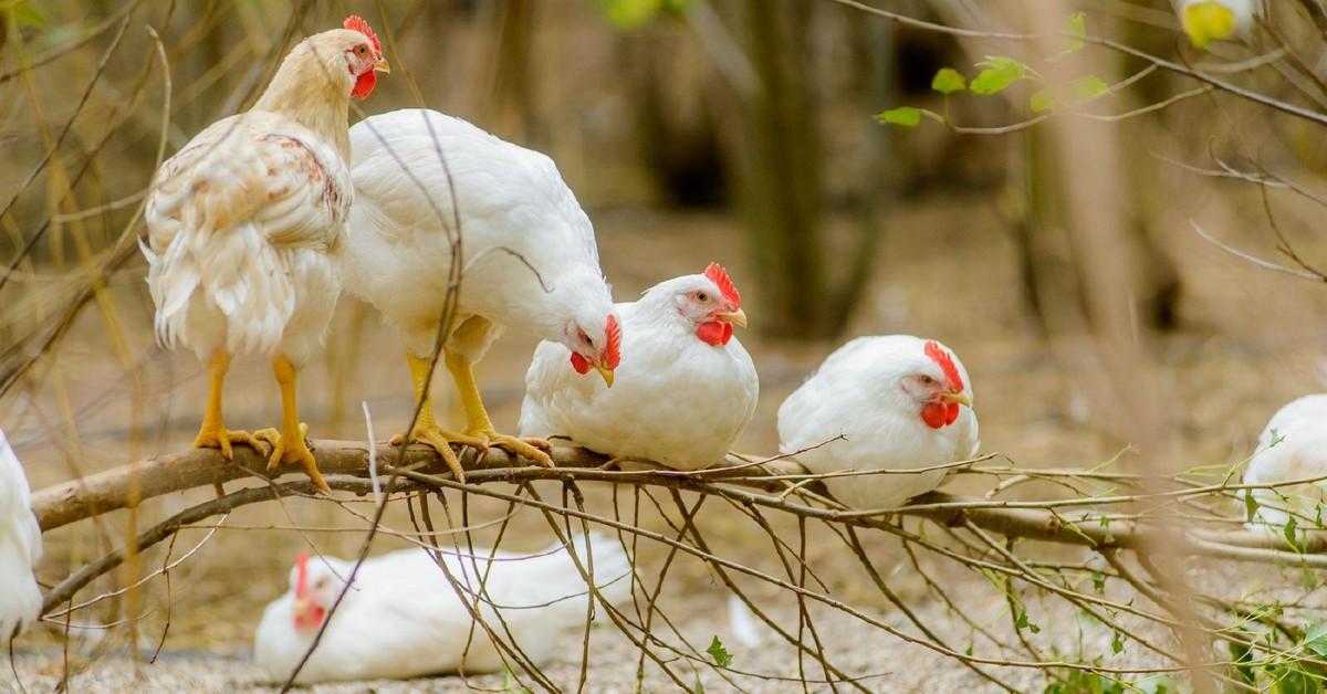 أسعار الفراخ اليوم، فيتو