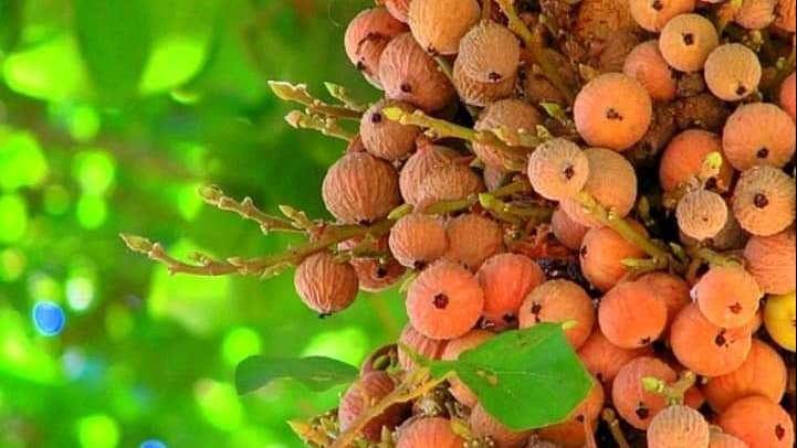 فوائد الجميز