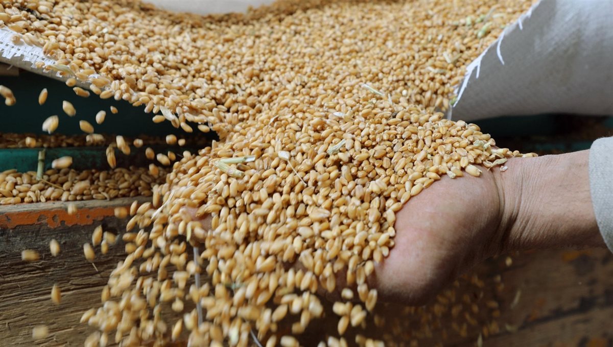 اسعار القمح اليوم، فيتو