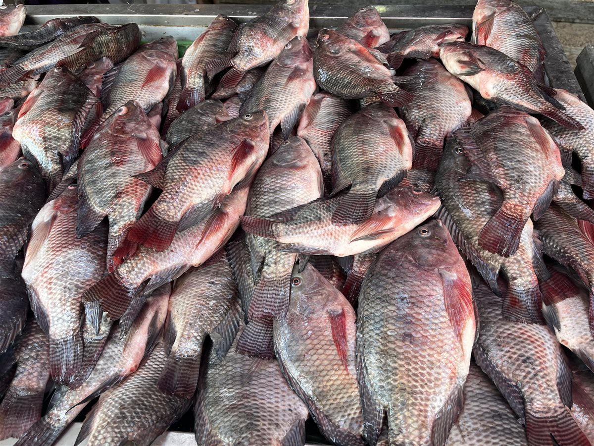 اسعار الأسماك بالبحيرة، فيتو